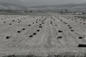 10461657_10203516228700400_1752687345057318677_n